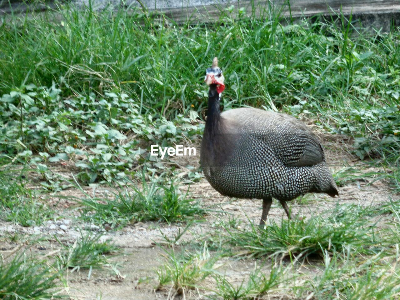 SIDE VIEW OF BIRD ON GRASSY FIELD