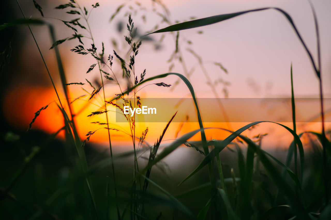 sunset, plant, sky, nature, grass, beauty in nature, landscape, sunlight, sun, tranquility, field, land, environment, rural scene, tranquil scene, cloud, multi colored, dusk, agriculture, scenics - nature, summer, orange color, twilight, no people, cereal plant, yellow, growth, idyllic, crop, dramatic sky, silhouette, meadow, vibrant color, plain, back lit, non-urban scene, outdoors, close-up, flower, backgrounds, selective focus, food, plant part, leaf, freshness, romantic sky, focus on foreground, atmospheric mood, red, water, light, springtime, flowering plant, barley, grass family, urban skyline, tree, branch, horizon, light - natural phenomenon, sunbeam, food and drink, cloudscape, green, social issues, extreme close-up, defocused, plant stem, pastel colored, travel, gold, dark, moody sky, blade of grass, lens flare