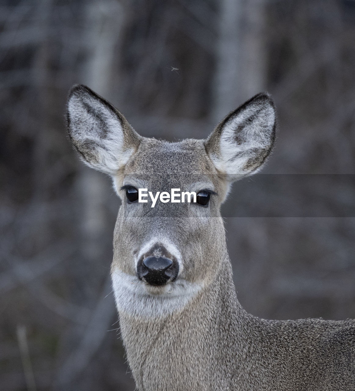 PORTRAIT OF DEER OUTDOORS