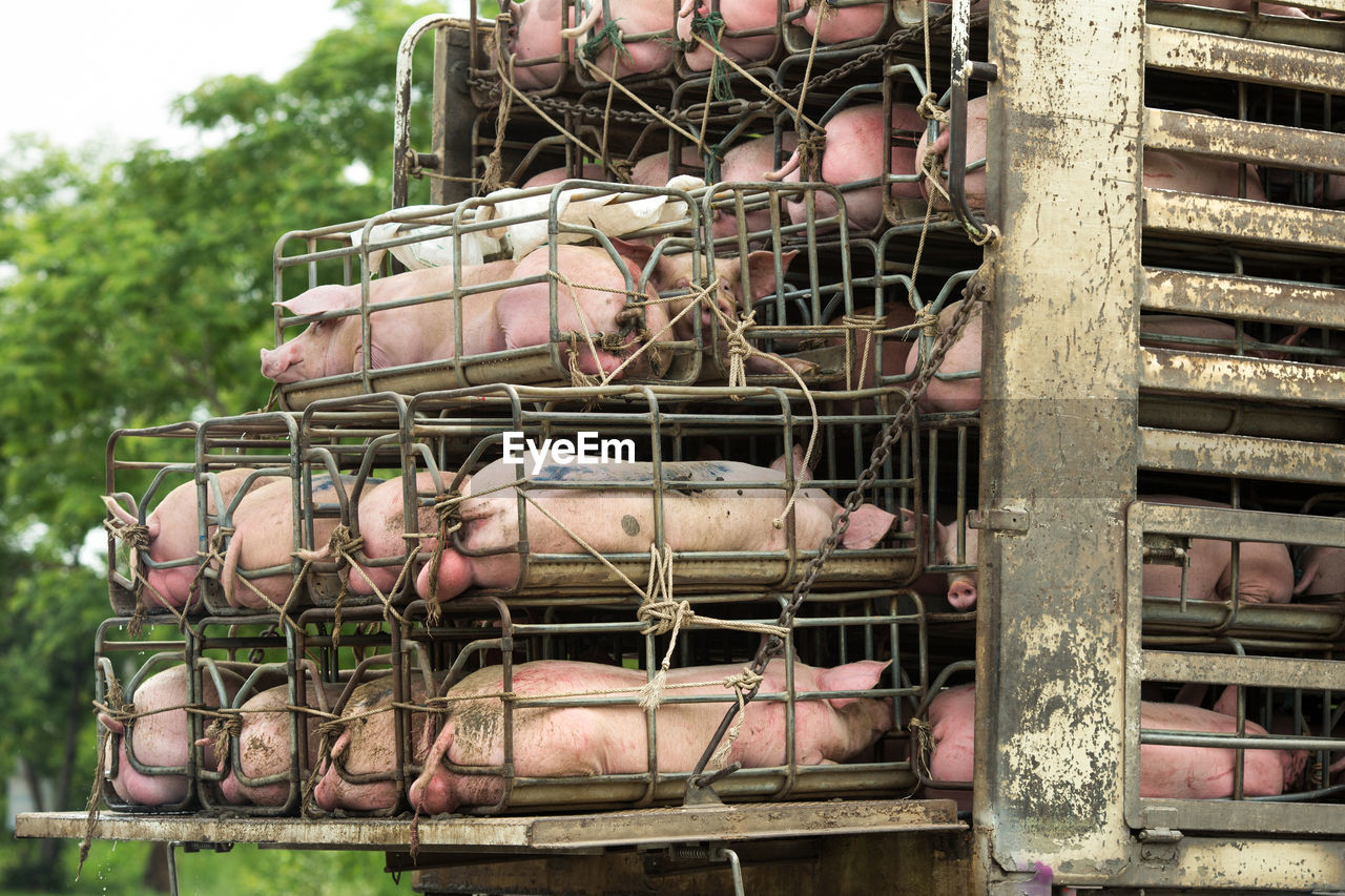 Close-up of pigs in cage at farm