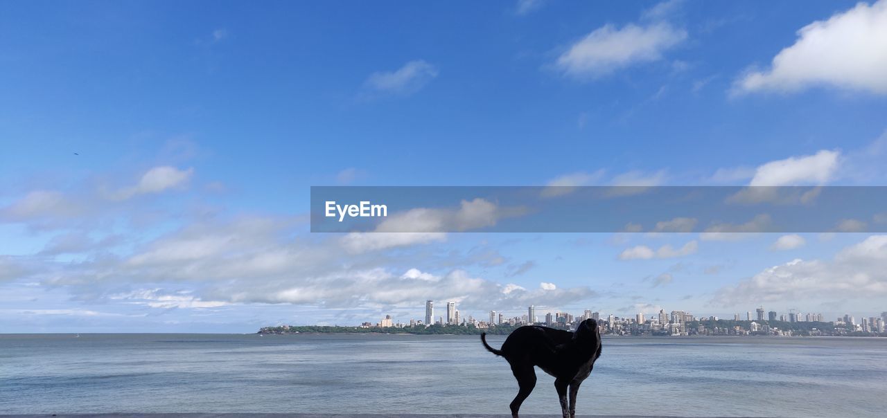 DOG ON BEACH