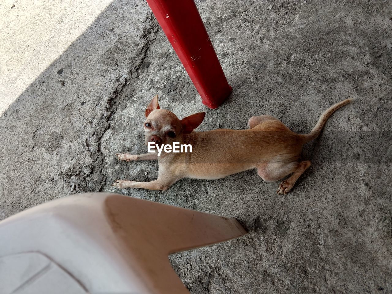 HIGH ANGLE VIEW OF SMALL DOG ON CAR