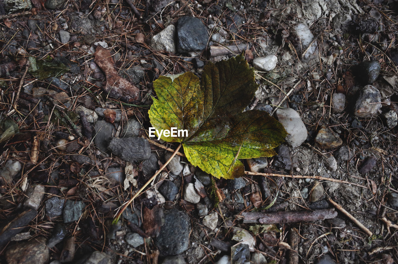 HIGH ANGLE VIEW OF FALLEN MAPLE LEAVES ON LAND