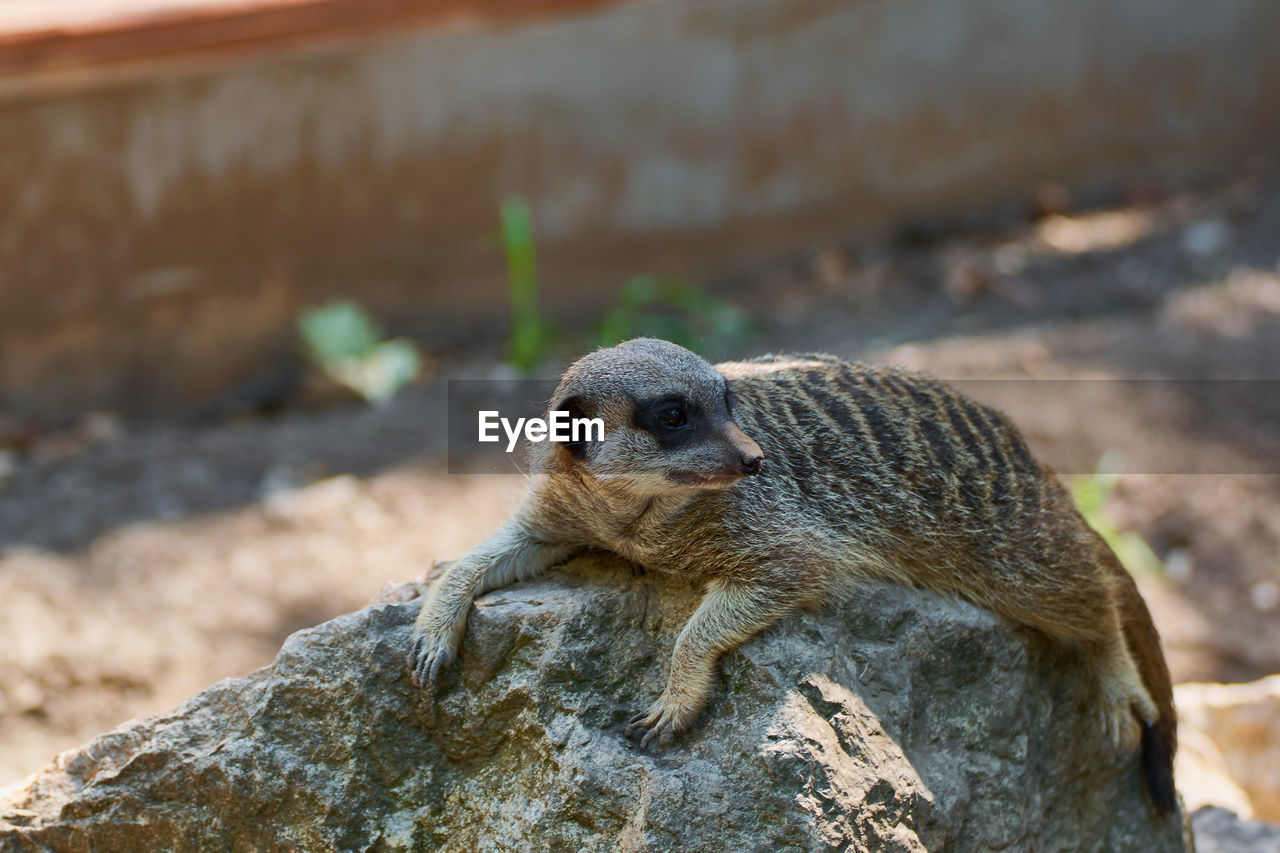 Suricate standing on the rock