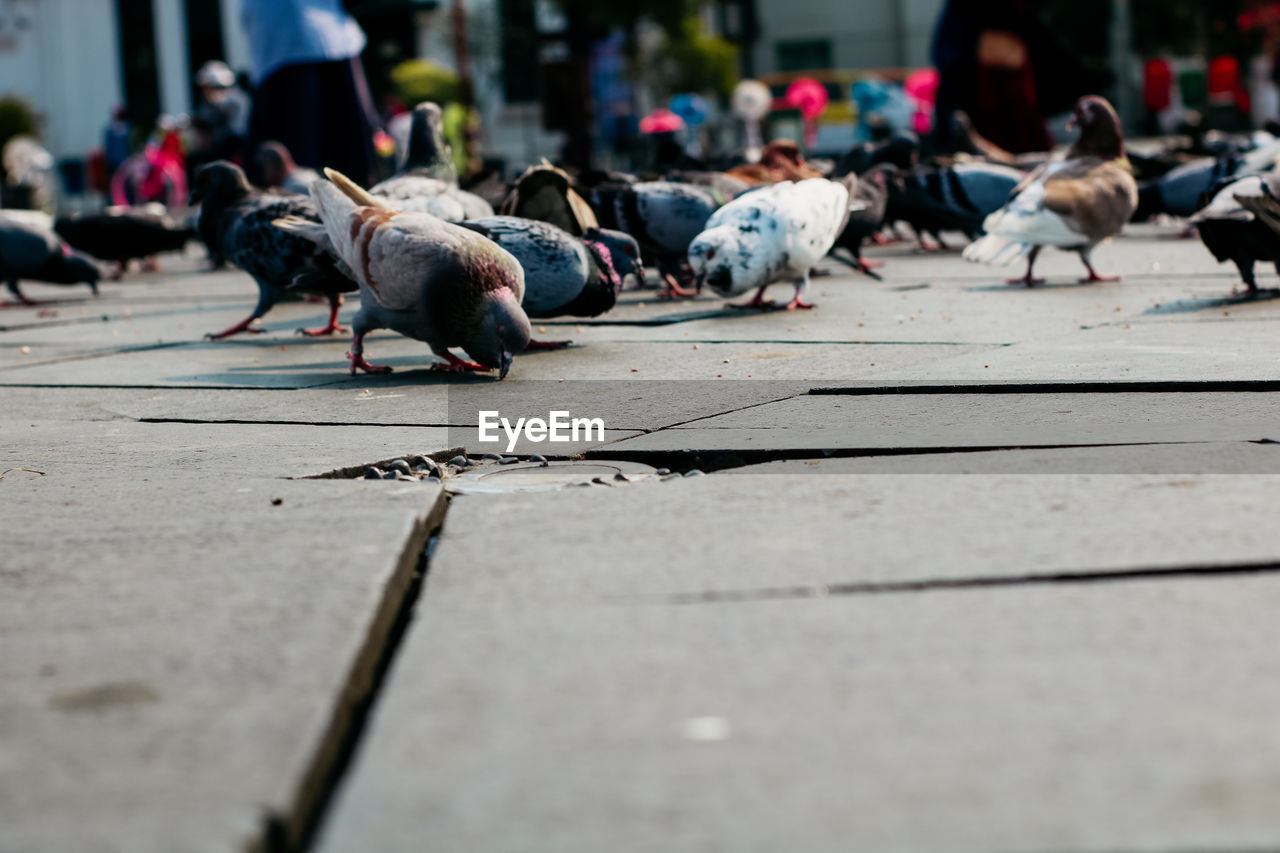 View of dogs sleeping on street