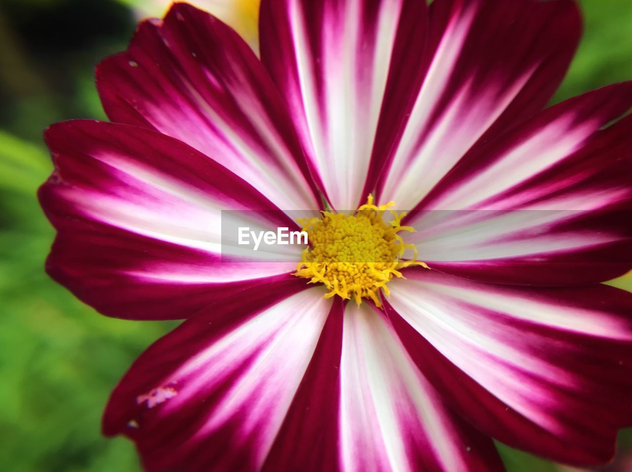 CLOSE-UP OF COSMOS FLOWER