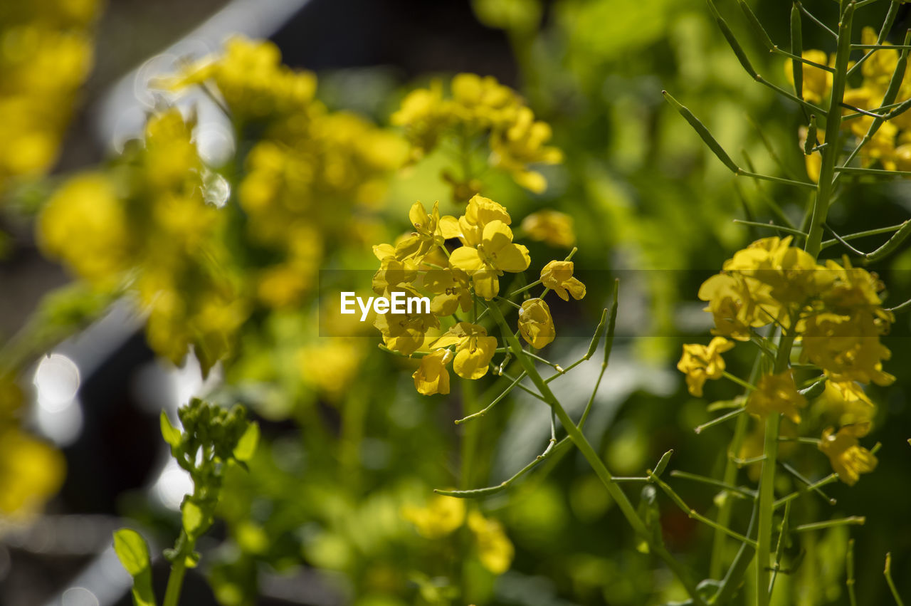 plant, yellow, flower, rapeseed, flowering plant, beauty in nature, freshness, nature, produce, food, mustard, food and drink, growth, green, landscape, agriculture, canola, close-up, field, summer, environment, land, no people, outdoors, rural scene, plant part, sunlight, leaf, springtime, focus on foreground, vegetable, day, wine, tree, travel, selective focus, blossom, garden, non-urban scene, farm, environmental conservation, multi colored, crop, travel destinations, vibrant color, healthy eating, fruit