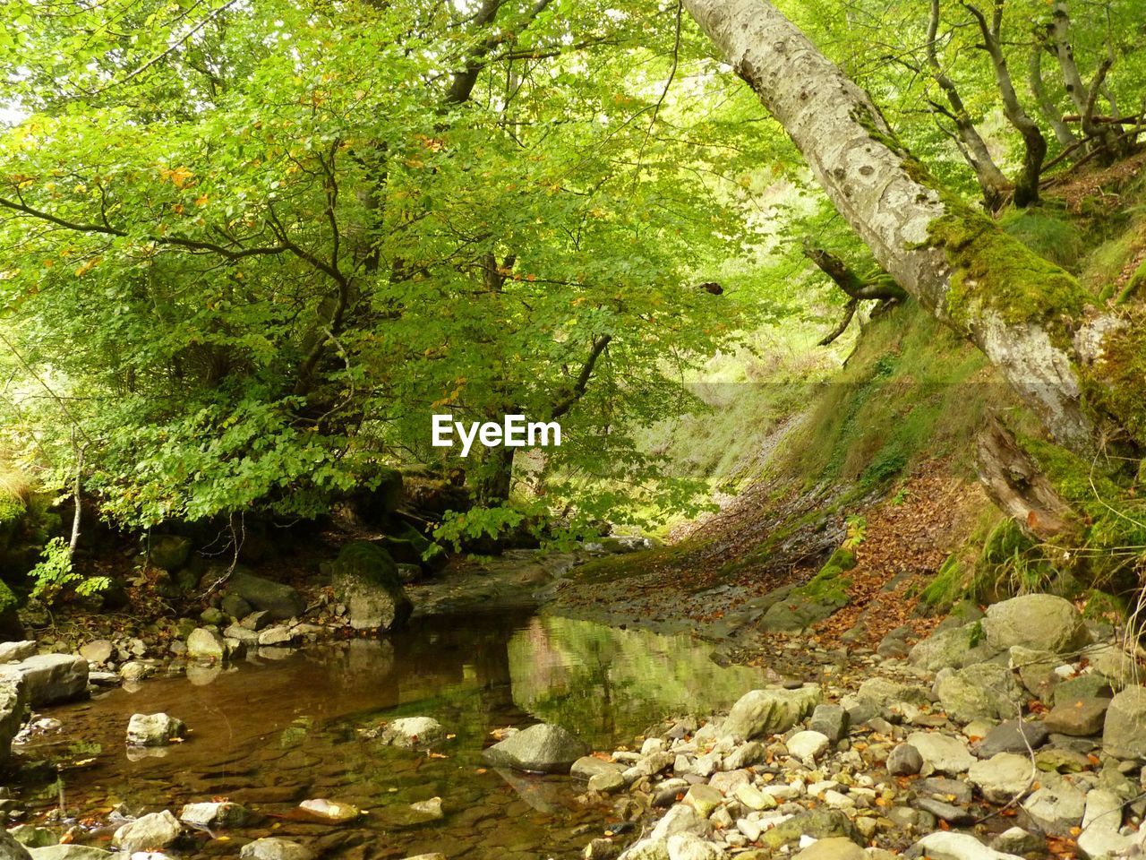 RIVER AMIDST TREES IN FOREST