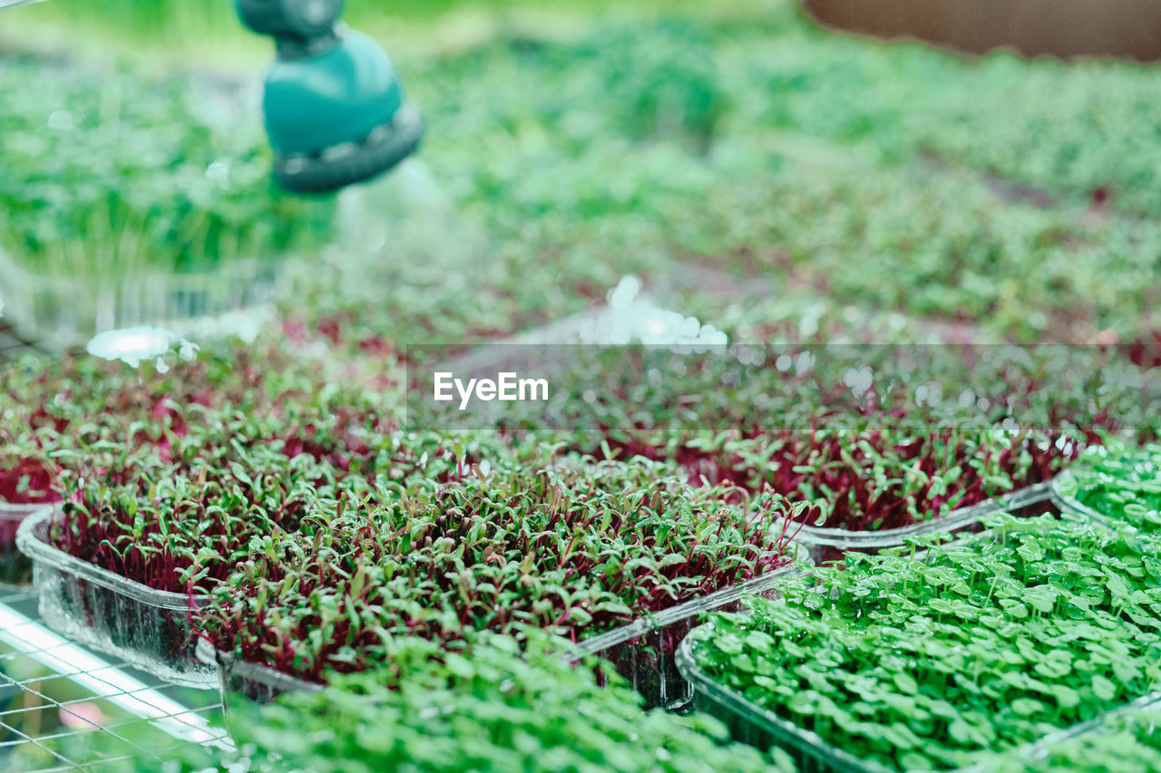 Watering greenery