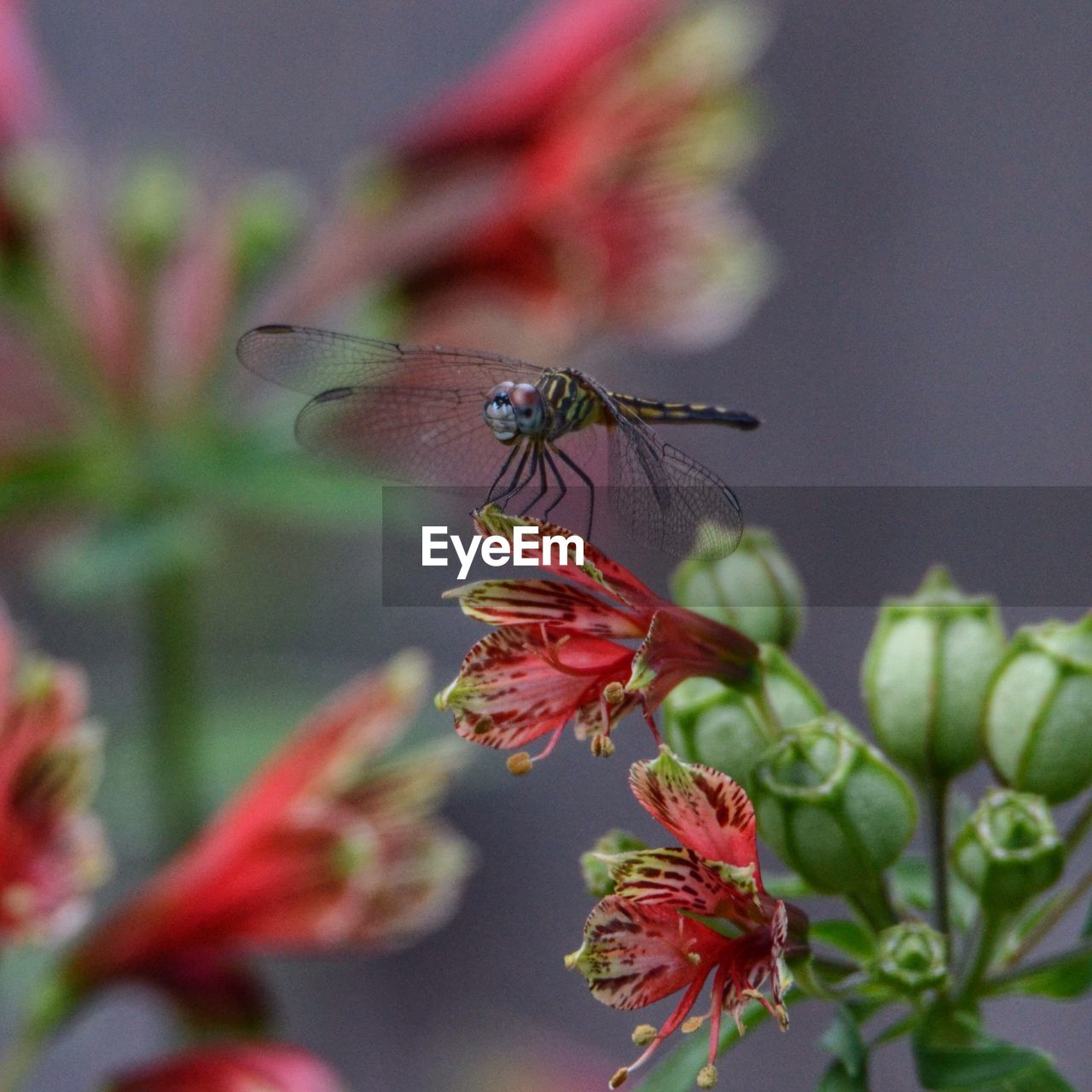 CLOSE-UP OF INSECT ON PLANT