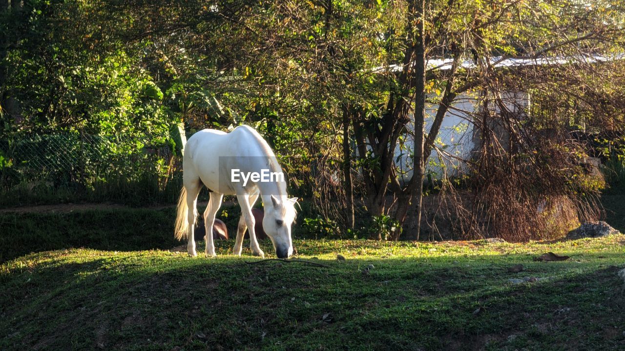 HORSE GRAZING ON FIELD