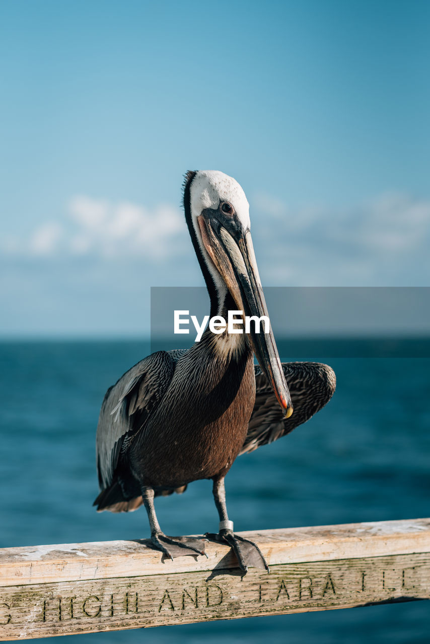 VIEW OF BIRD PERCHING ON A SEA