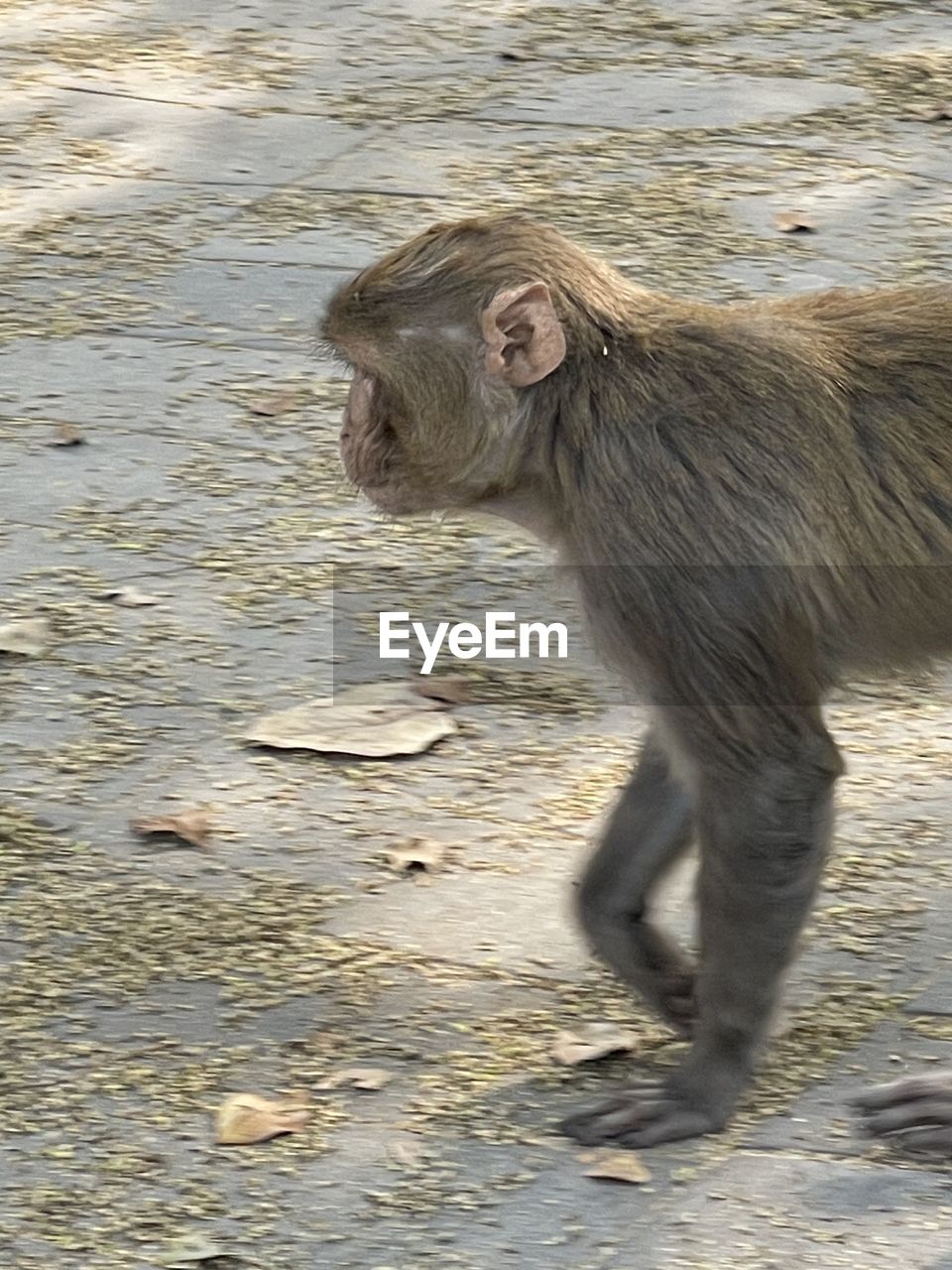 animal, animal themes, mammal, one animal, animal wildlife, no people, wildlife, primate, monkey, day, nature, animal body part, outdoors, close-up