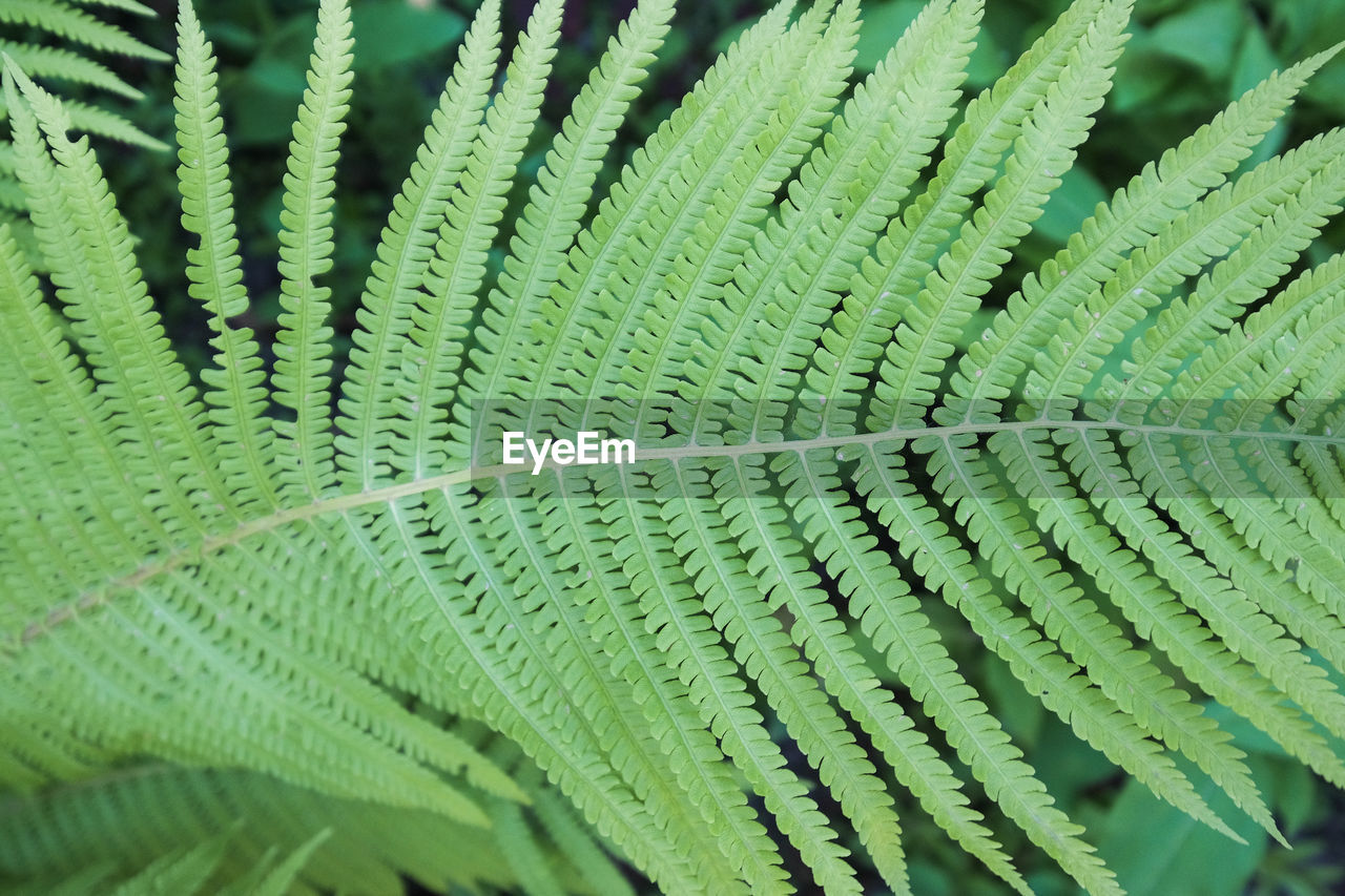 FULL FRAME SHOT OF GREEN LEAVES