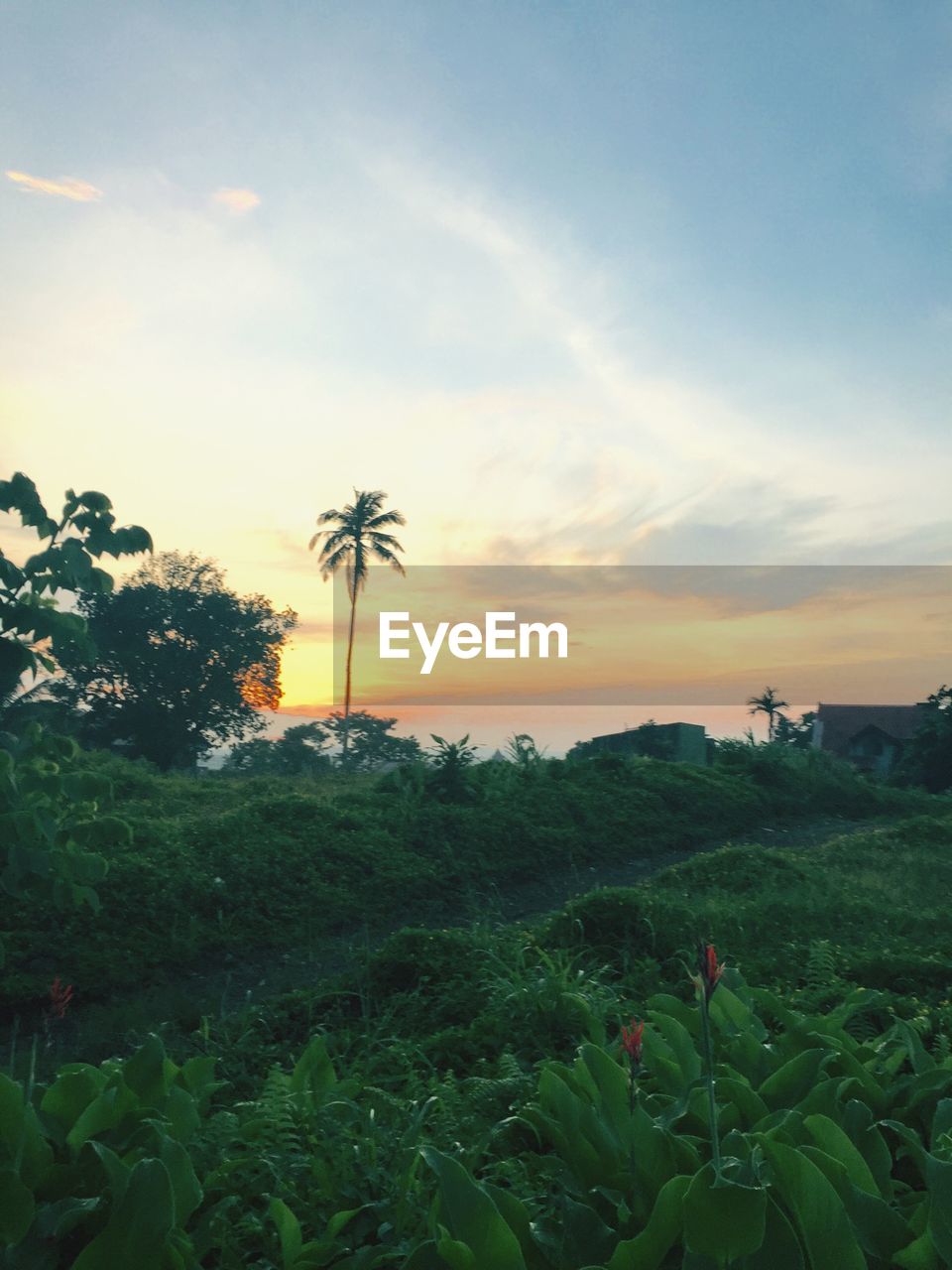 SCENIC VIEW OF LANDSCAPE AT SUNSET