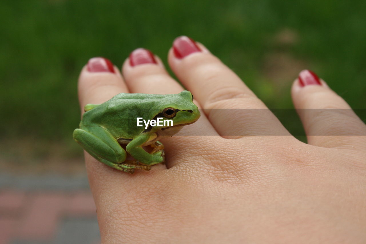 Close-up of green frog on woman finger