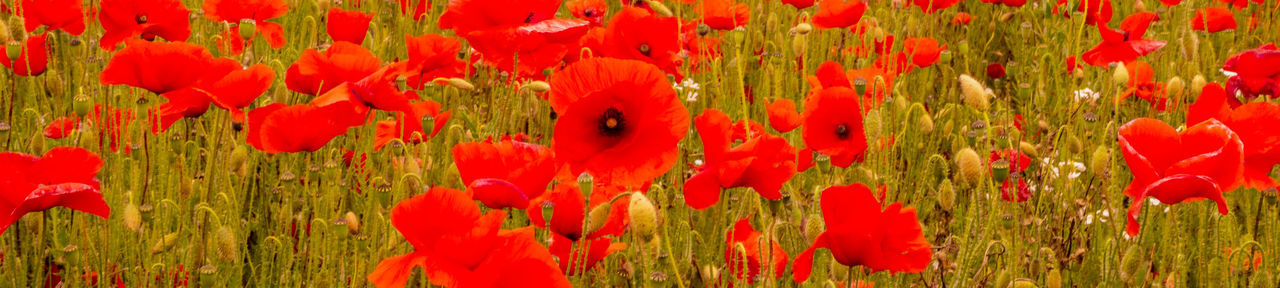 red, plant, flower, beauty in nature, growth, flowering plant, field, poppy, land, nature, no people, day, backgrounds, full frame, fragility, freshness, close-up, landscape, outdoors, petal, panoramic, flower head, inflorescence, tranquility, meadow, sunlight, grass, green, rural scene, environment, abundance, vibrant color