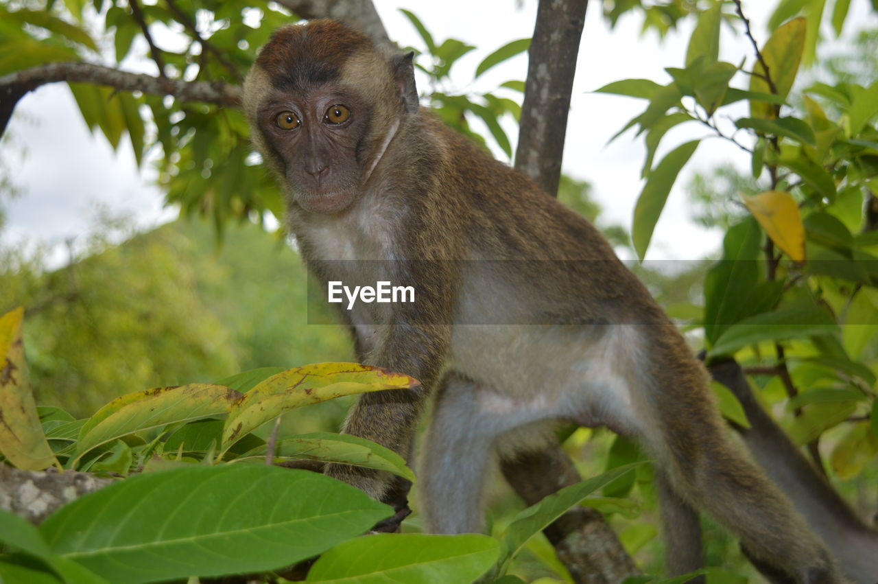 Close-up portrait of monkey on tree