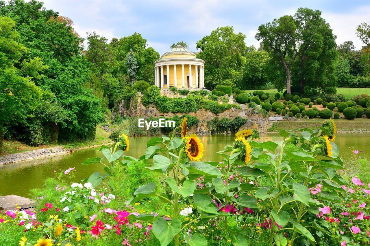 FLOWERING PLANTS BY LAKE AGAINST TREES