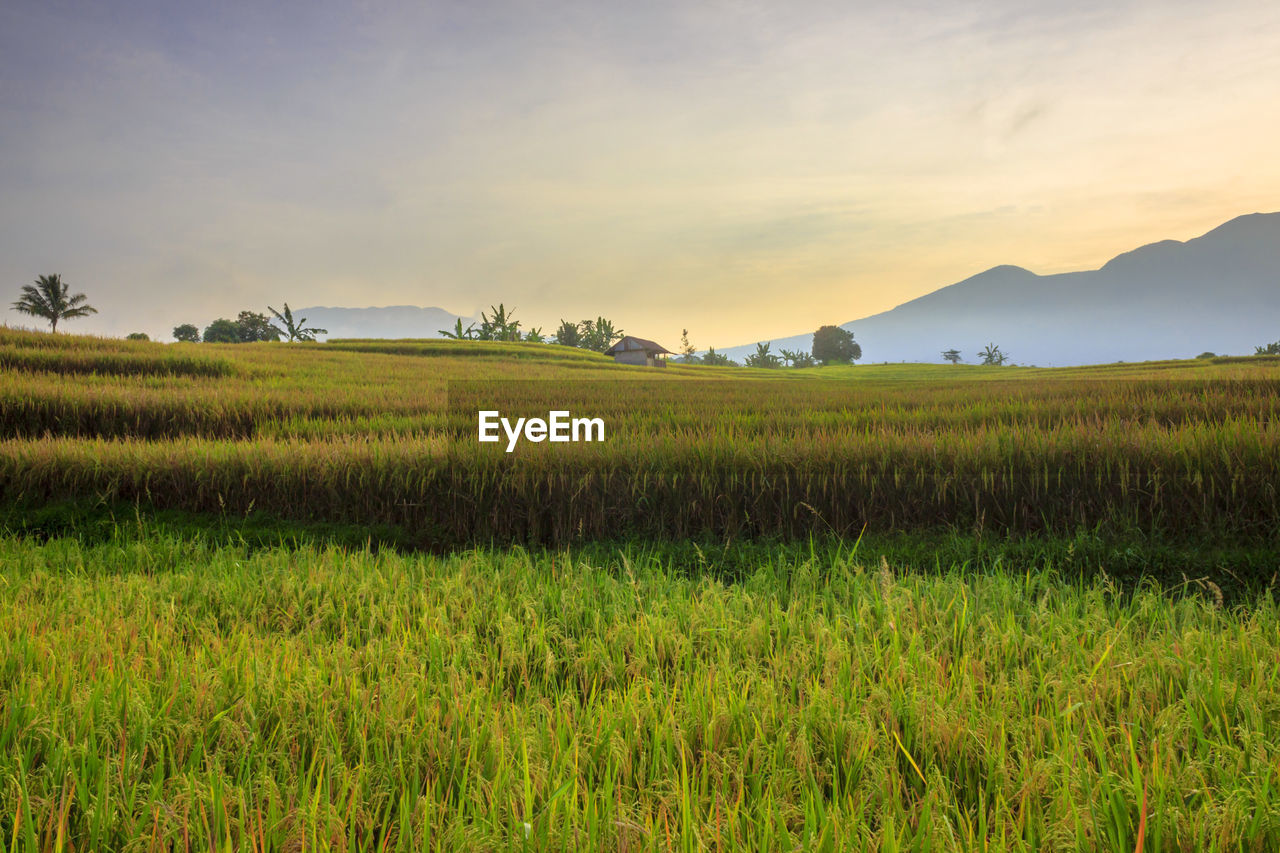 Morning landscape in yellow rice fields, beautiful countryside, mountain range area