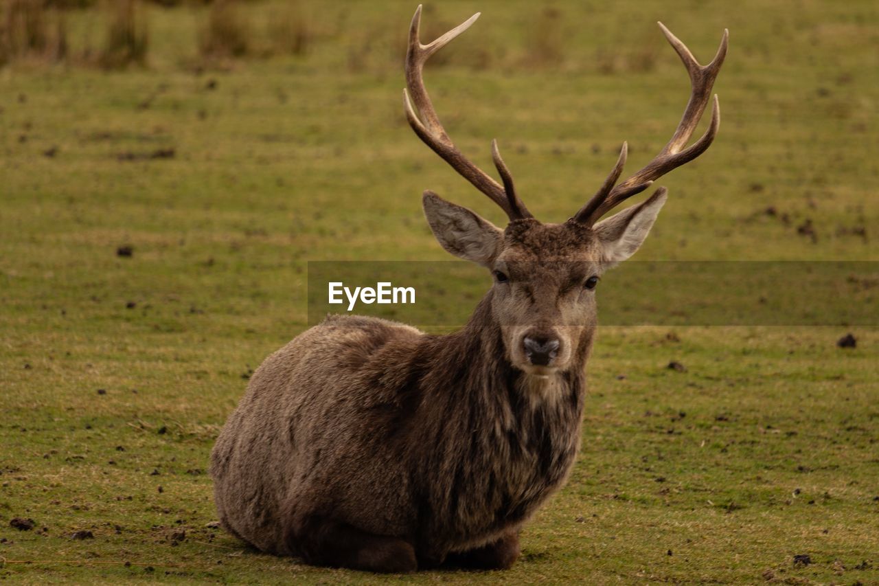 Sitting red deer stag