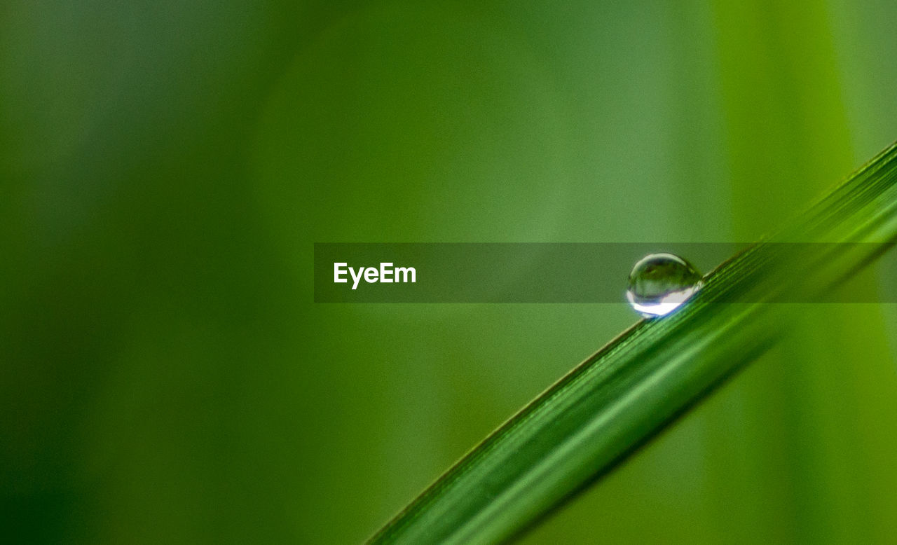 CLOSE-UP OF WATER DROP