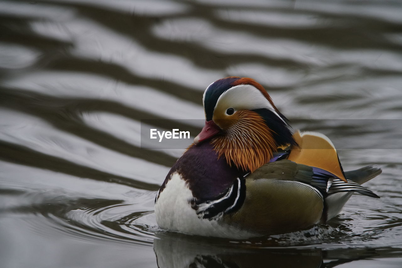 CLOSE-UP OF DUCK SWIMMING IN A LAKE