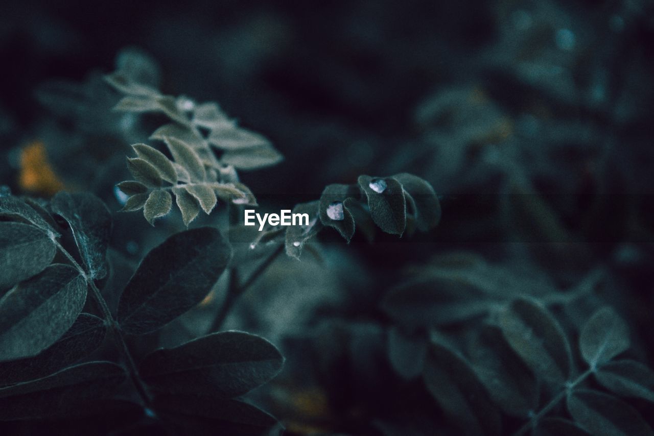 Close-up of water drops on plants