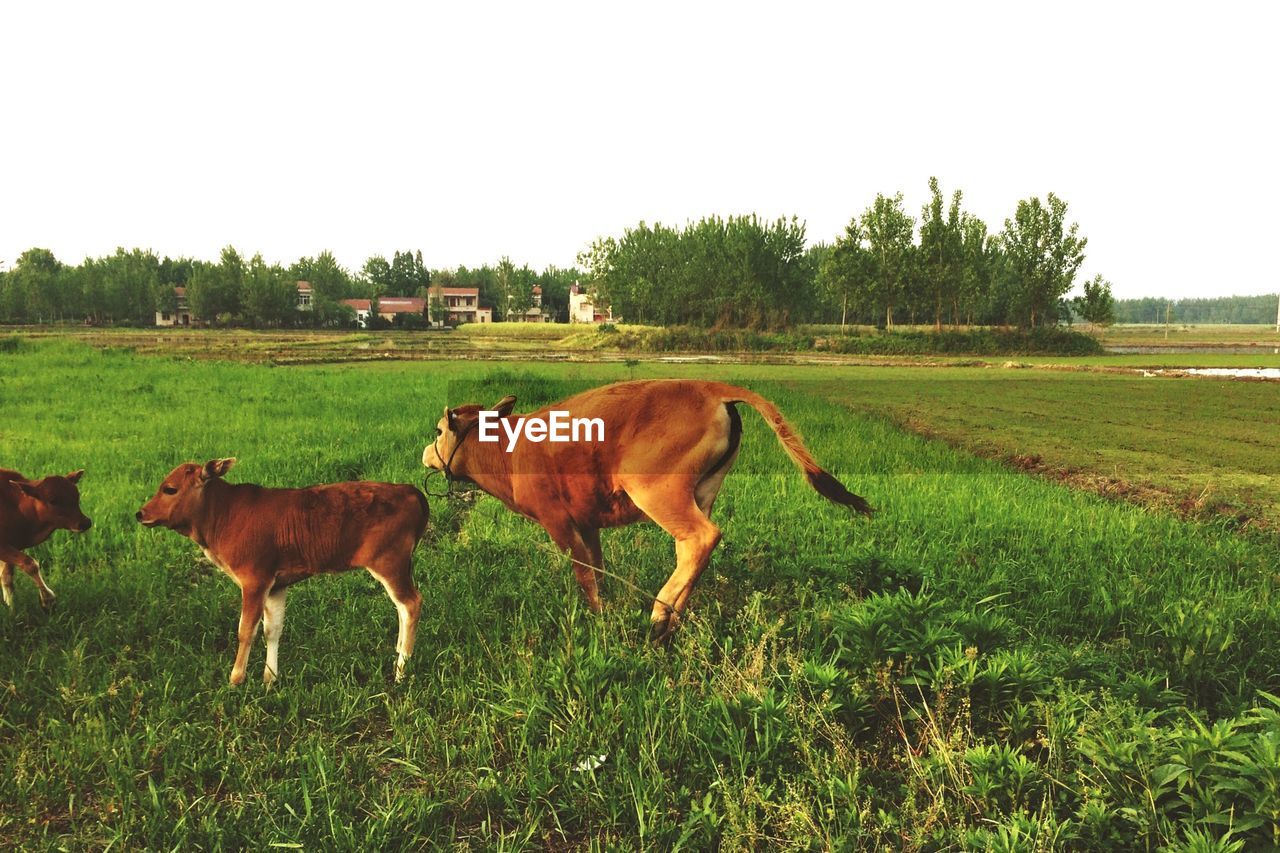 Calves on grassy field against sky