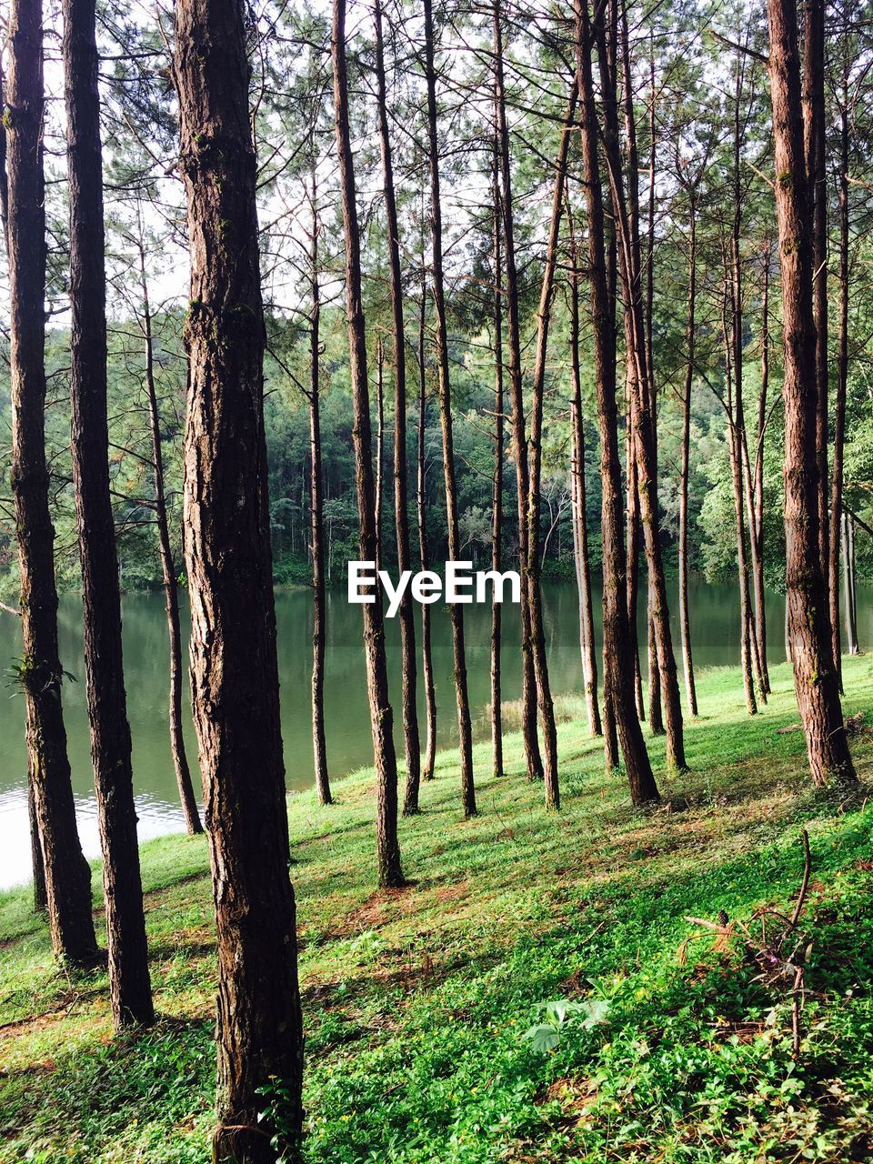 Trees in forest