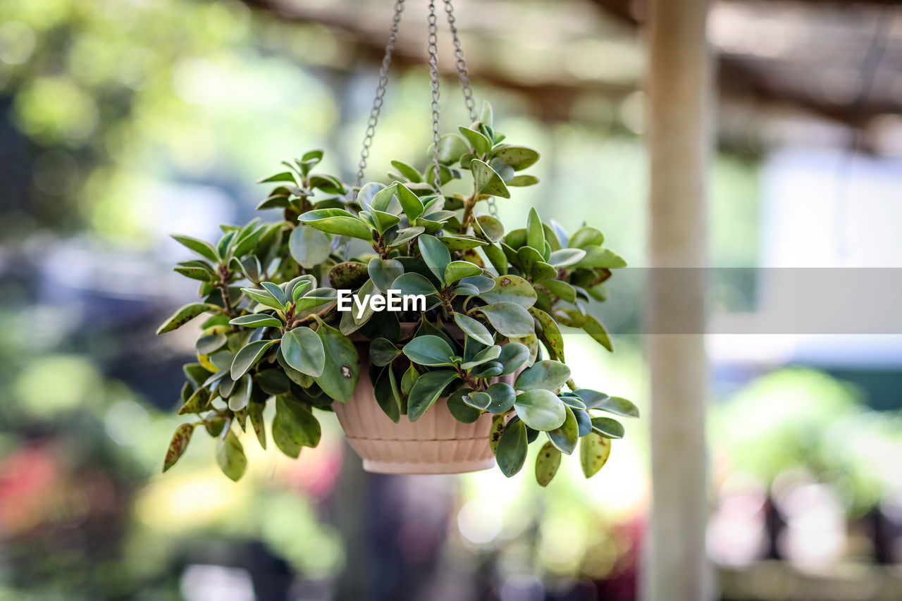 Close-up of plant hanging outdoors