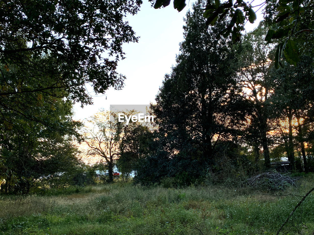 TREES GROWING IN FOREST