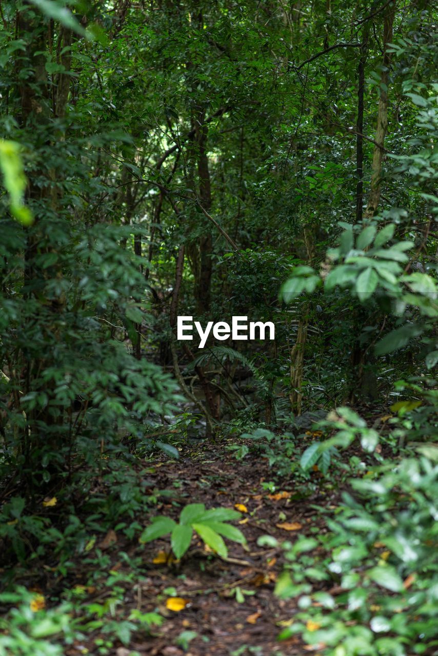 PLANTS GROWING IN FOREST