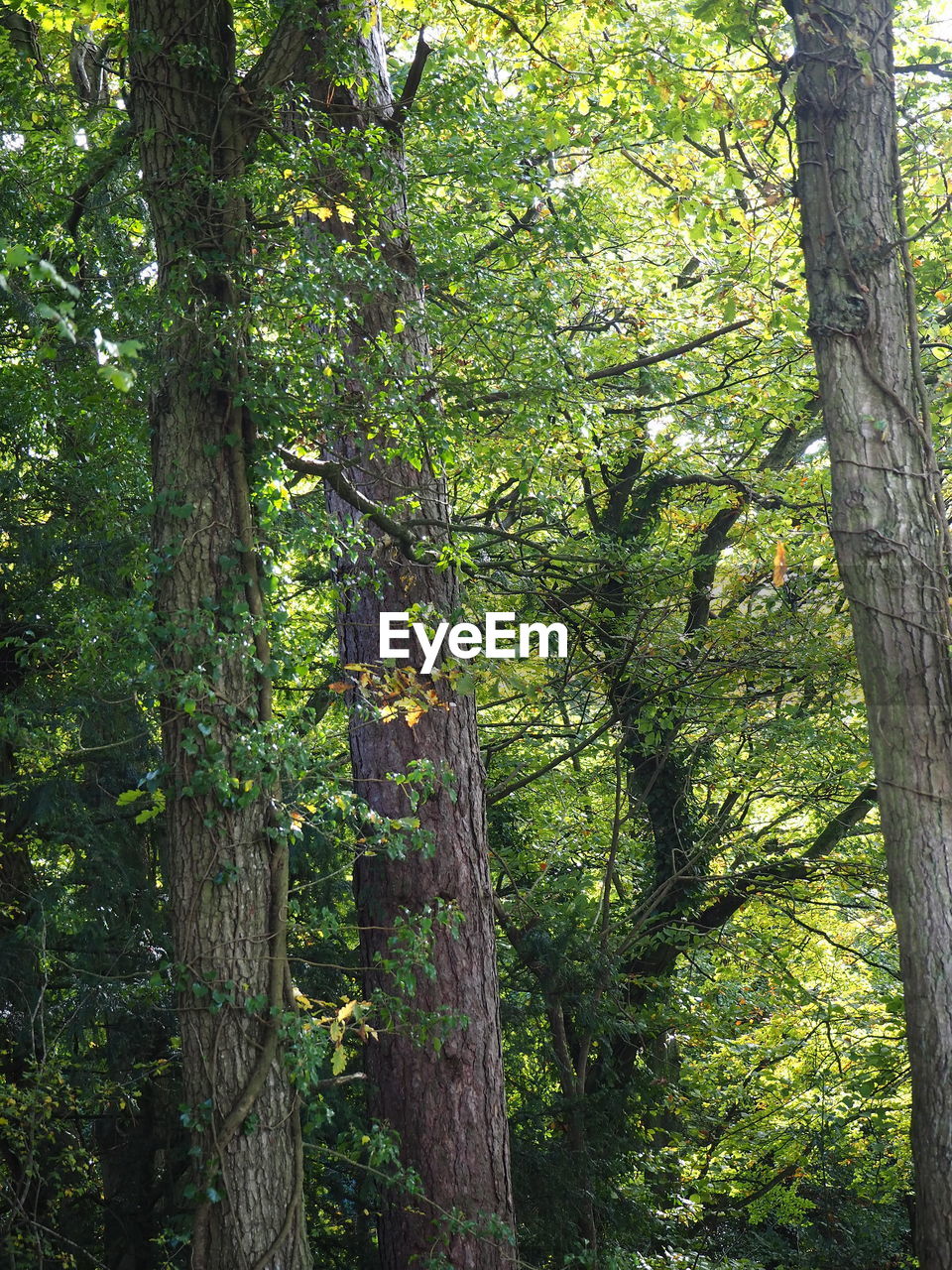 VIEW OF TREES IN FOREST