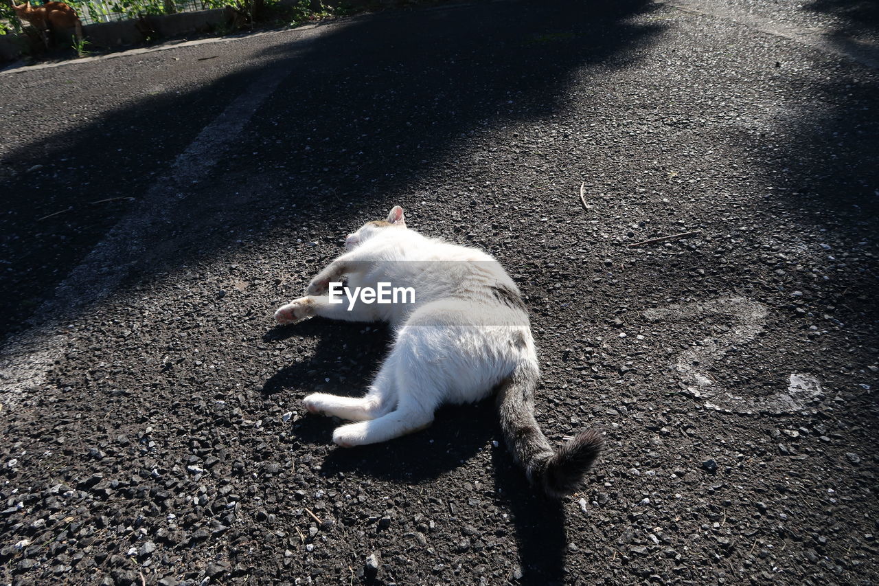 High angle view of cat on street