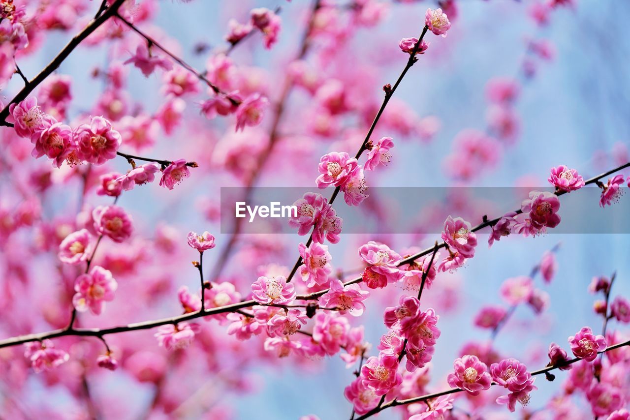 Low angle view of pink cherry blossoms in spring