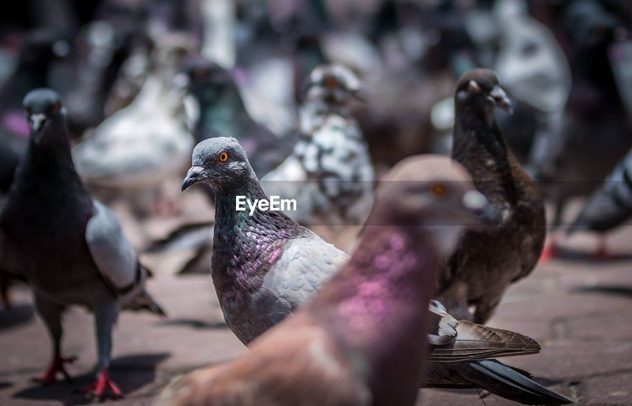 Close-up of pigeons