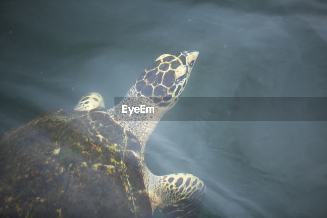 HIGH ANGLE VIEW OF TURTLE IN SWIMMING