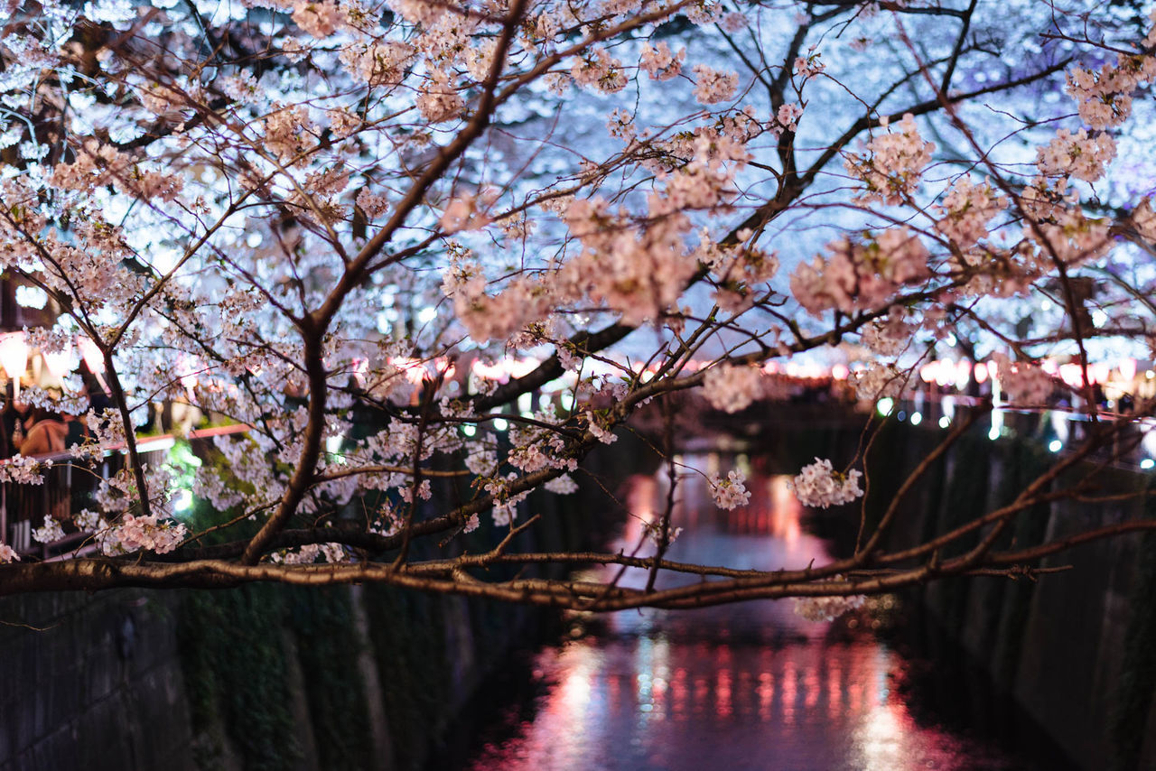 CLOSE-UP OF FRESH FLOWERS ON RIVER