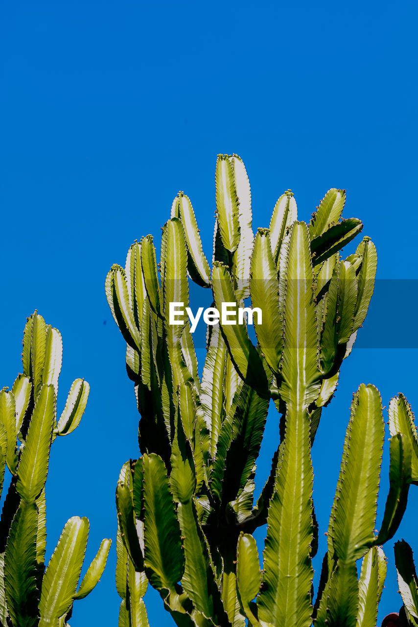 plant, growth, sky, blue, flower, nature, cactus, succulent plant, clear sky, no people, green, beauty in nature, plant stem, day, outdoors, leaf, tree, sunny, low angle view, yellow, close-up, saguaro cactus, field, sunlight, desert