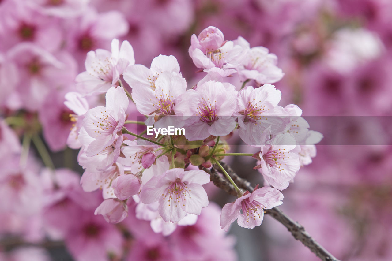 Close-up of pink cherry blossoms in spring