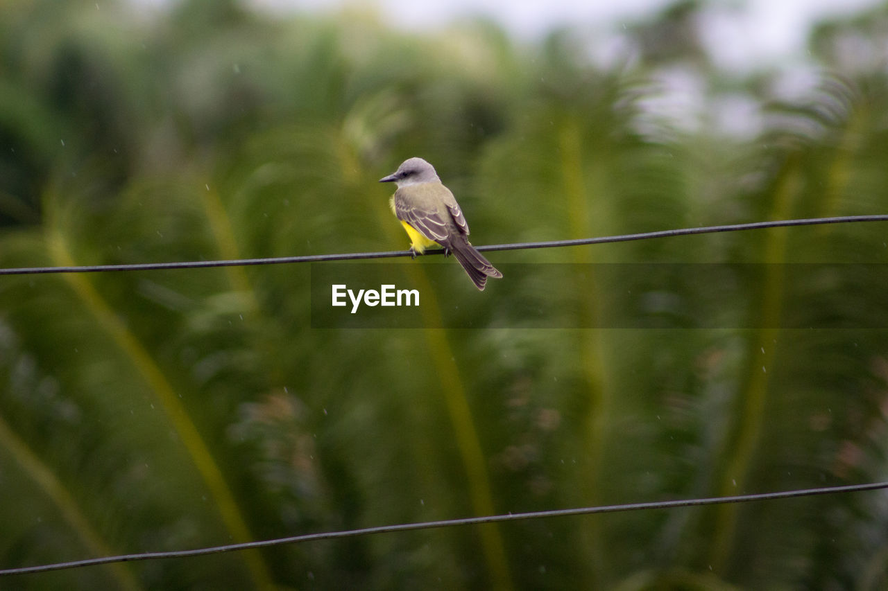 Bird perching on cable wire