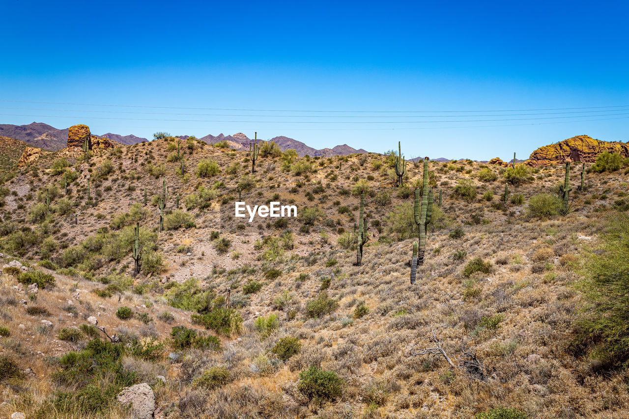 PLANTS GROWING ON LAND AGAINST CLEAR SKY