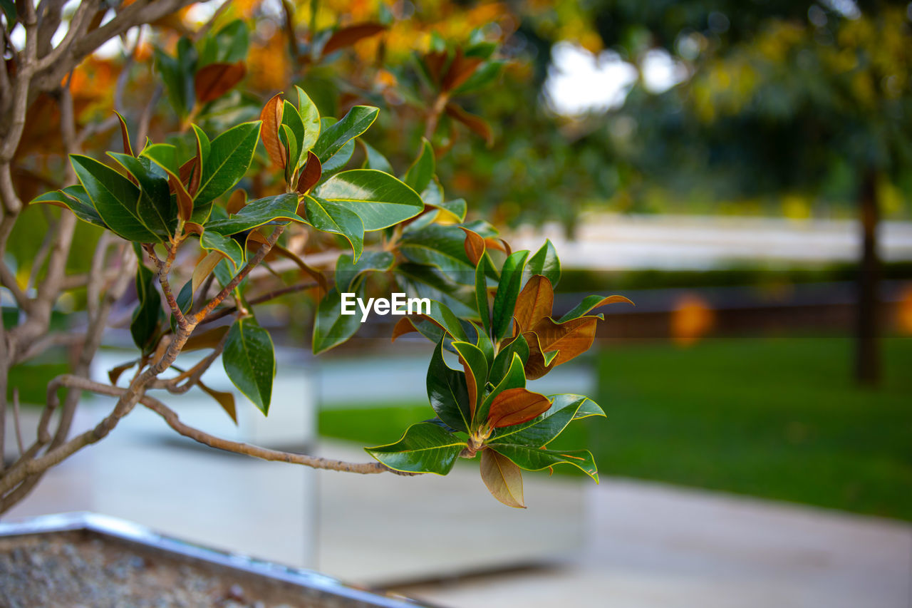 plant, tree, leaf, nature, plant part, branch, green, flower, beauty in nature, no people, autumn, growth, outdoors, focus on foreground, day, yellow, food and drink, food, environment, tranquility, shrub, close-up, water, travel, freshness, sunlight, produce, architecture, fruit