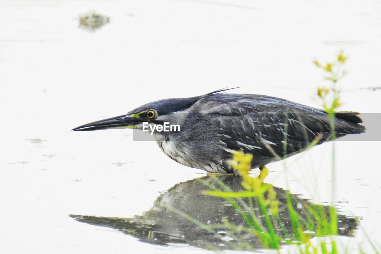 BIRD ON A LAKE