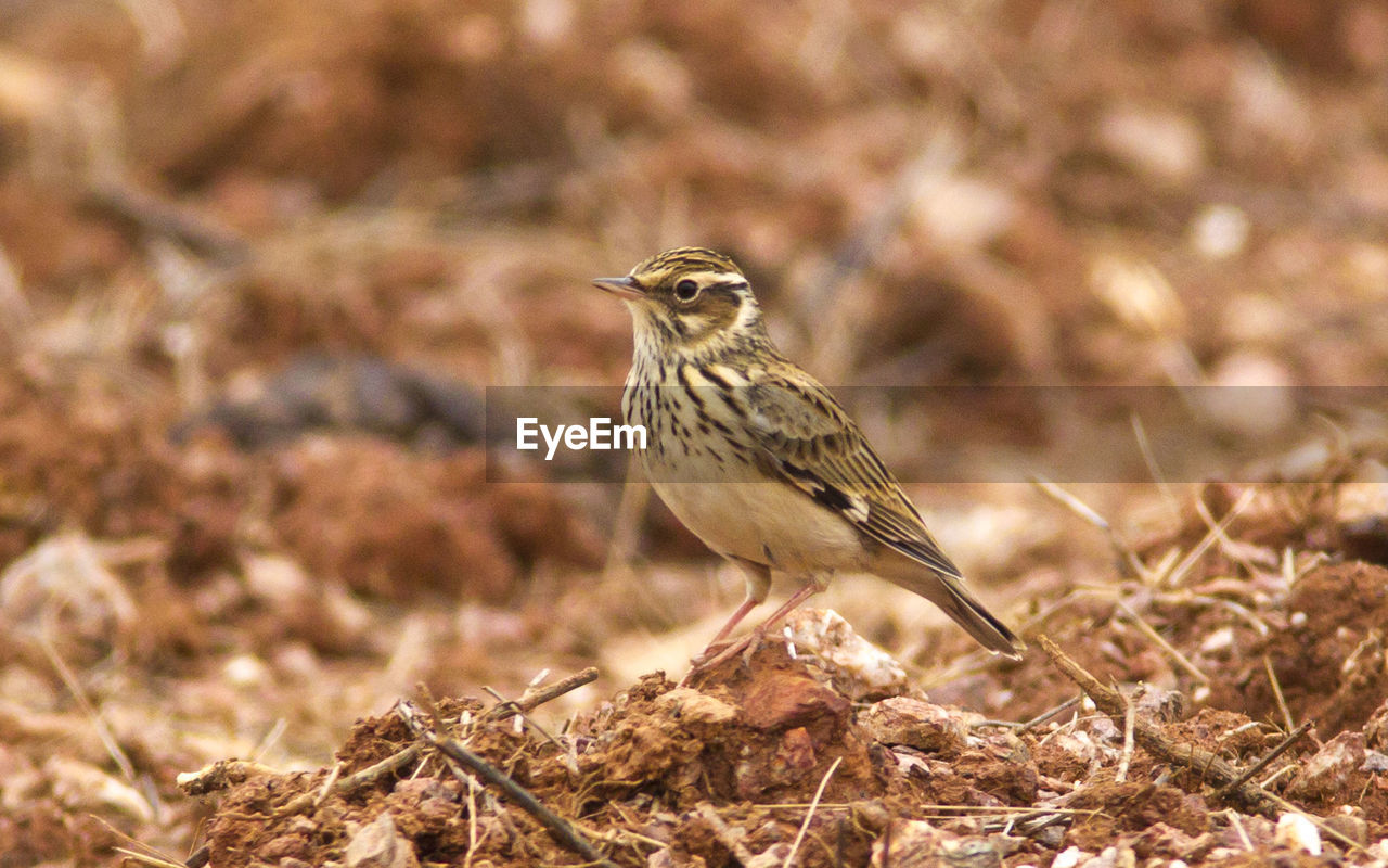 Close-up of bird perching on stone