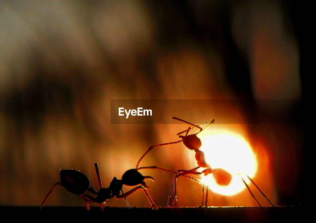 Close-up of insects against blurred background