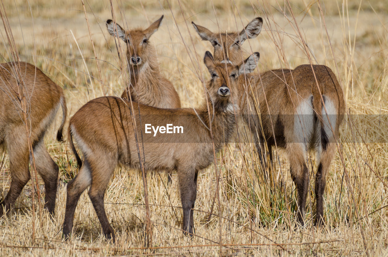 Small herd of water buck antelopes hiding in between tall dry grass in pendjari national park, benin, africa
