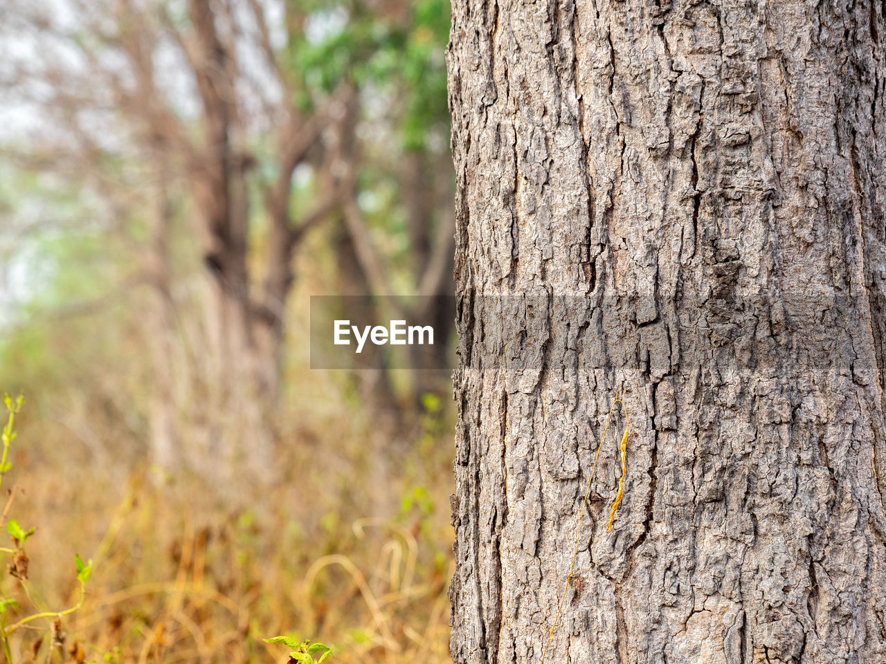 CLOSE-UP OF TREE TRUNK ON LAND