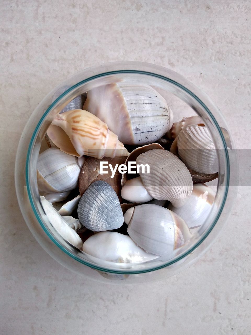 High angle view of seashell in bowl
